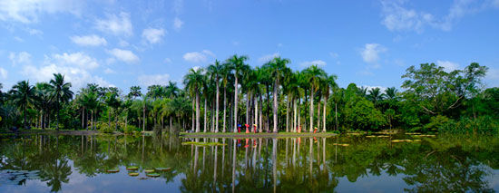 热带植物园.jpg